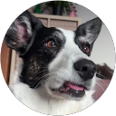 Ksenija profile picture